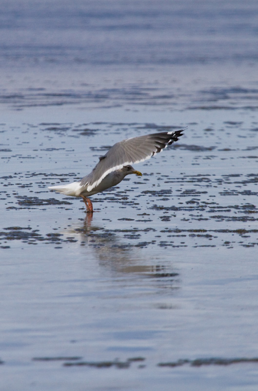 Gull Landing On Beach